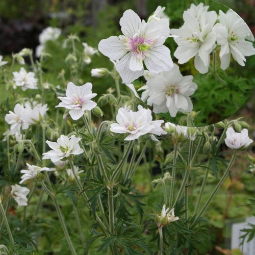 Geranium pratense 'Plenum Album' - Aas-kukereha 'Plenum Album' P9/0,55L